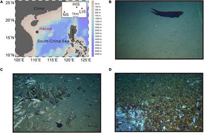 Distinct Bottom-Water Bacterial Communities at Methane Seeps With Various Seepage Intensities in Haima, South China Sea